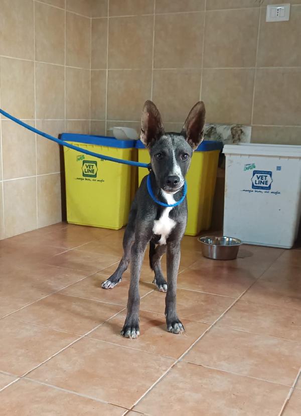 Dolce Maschietto Mix Podenco 6 Mesi 